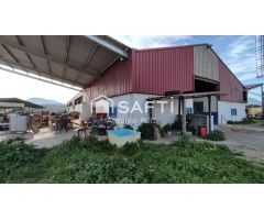 Granja con terreno de unos 20.000 m² y posibilidad de concesión de 200 ha de pastos. Zona Donadio. S