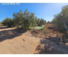 TERRENO DE REGADIO EN LOS CANOVAS