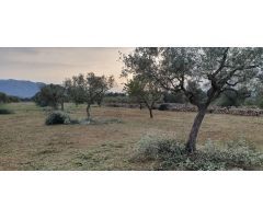 Finca regadío con movil home - Ginestar