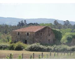 Descubre la Finca Xian, ¡invierte en tu viñedo soñado!