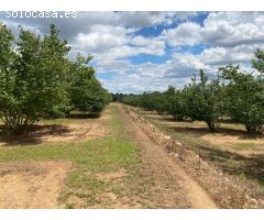 Se vende Finca Rustica con Masia y abundante agua en Reus