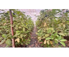 Hectárea de invernadero en venta en La Venta del Viso, La Mojonera