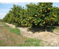 Terreno rural en Venta en Traiguera, Castellón