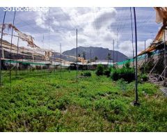Casa con finca en Buenavista del norte