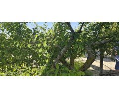 VENDO TERRENO CON PLANTACION DE GRANADO EN COCECHA !!