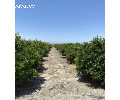Magnifica Finca de citricos en produccion