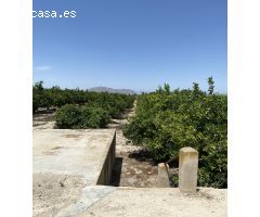 Magnifica Finca de citricos en produccion