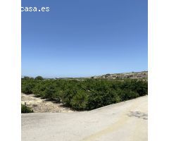 Magnifica Finca de citricos en produccion