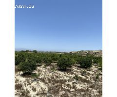 Magnifica Finca de citricos en produccion