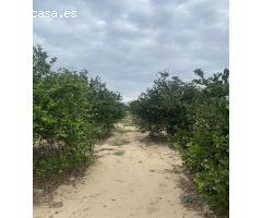 Estupenda finca agricola