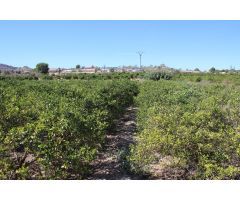 Magnifica Finca de citricos en produccion