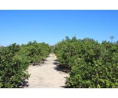 Magnifica Finca de citricos en produccion