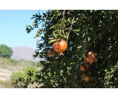 Magnifica Finca de citricos en produccion