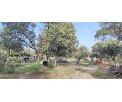 PRECIOSA FINCA RÚSTICA CERCANA AL CASCO DE GALAPAGAR