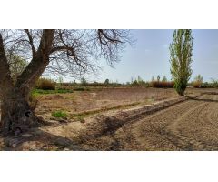Finca rustica en Venta en Deltebre, Tarragona