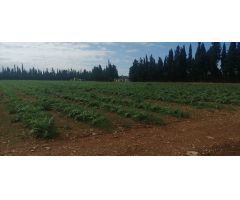 Parcela en Venta en LAldea, Tarragona