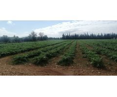 Parcela en Venta en LAldea, Tarragona