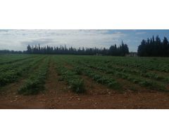 Parcela en Venta en LAldea, Tarragona