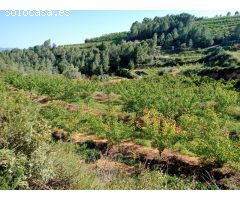 Finca rustica en Venta en Benifallet, Tarragona