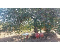 Casa de campo en Venta en LAmpolla, Tarragona
