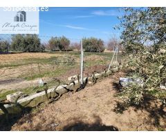 EN VENTA PRECIOSA FINCA CON OLIVOS Y FRUTALES!!