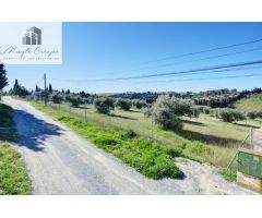 Terreno Las gabias de Secano 5.000 m2 con 50 olivos