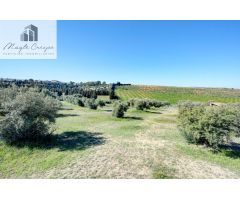 Terreno Las gabias de Secano 5.000 m2 con 50 olivos