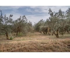 VENTA TERRENO RURAL -- CAMPO GOLF LAS GABIAS