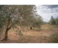 VENTA TERRENO RURAL -- CAMPO GOLF LAS GABIAS