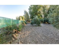 Magnífica parcela con olivos en producción