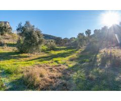 GRAN OPORTUNIDAD FINCA DE OLIVOS EN ALCAUDETE
