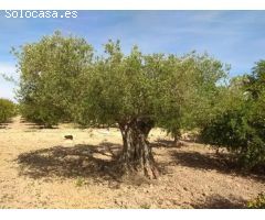 Terreno en Valverde en EXCLUSIVA de 13.000 metros, Elche