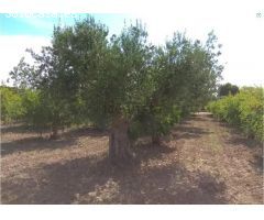 Terreno en Valverde en EXCLUSIVA de 13.000 metros, Elche