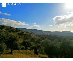 TERRENO PROXIMO USO RESIDENCIAL EN ZONA PINARES DE SAN ANTON (MALAGA)
