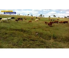 EXCELENTE FINCA RÚSTICA 37 HTAS. ABUNDANTE AGUA Y PASTOS, ELECTRICIDAD, EDIFICACIONES Y VACUNADERO