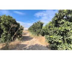 Terreno rural en Venta en Los Palacios y Villafranca, Sevilla