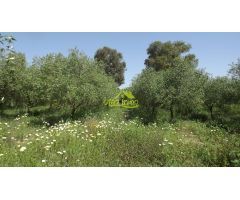 FINCA RUSTICA CON VIVIENDAS (GIBRALEON)