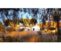 FANTASTICA FINCA CON CASA DE CAMPO EN FUENTE ALAMO Y GRAN TERRENO CULTIVABLE