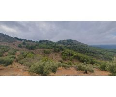 FINCA RÚSTICA