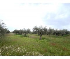 PARCELA CON NAVE EN COTO PERRERO (DON BENITO)