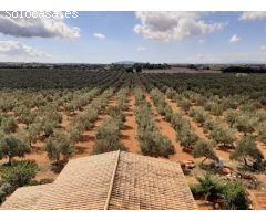 Atención inversores - se vende finca con producción de aceite de oliva y marca registrada