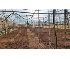 Se vende finca con casa en invernaderos en producción en Tacoronte