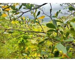 Finca rústica en Campanet