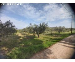 VENDE TERRENO EN VILLENA