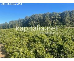 Se vende finca de naranjos en zona Rotgla