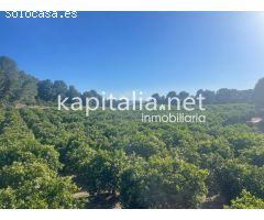 Se vende finca de naranjos en zona Rotgla