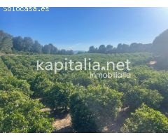Se vende finca de naranjos en zona Rotgla