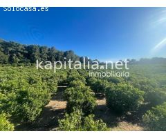 Se vende finca de naranjos en zona Rotgla