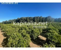 Se vende finca de naranjos en zona Rotgla