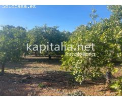 Se vende finca de naranjos en zona Rotgla